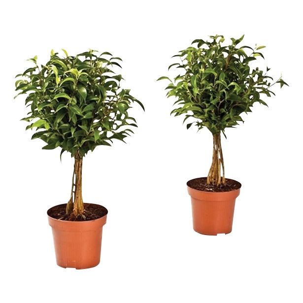 FIKUS BENJAMIN NA STEBLU L12