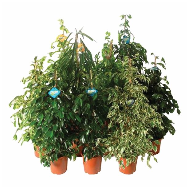 ZELENA RASTLINA FICUS BENJAMINA MIX
