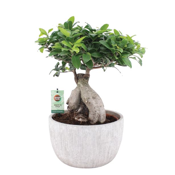 ZELENA RASTLINA FIKUS