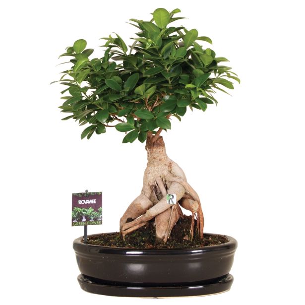 ZELENA RASTLINA FIKUS