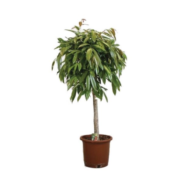 ZELENA RASTLINA FIKUS AMSTEL KING