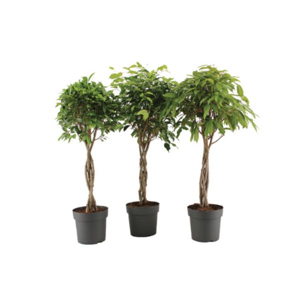 ZELENA RASTLINA FIKUS BENJAMIN NA STEBLU L24