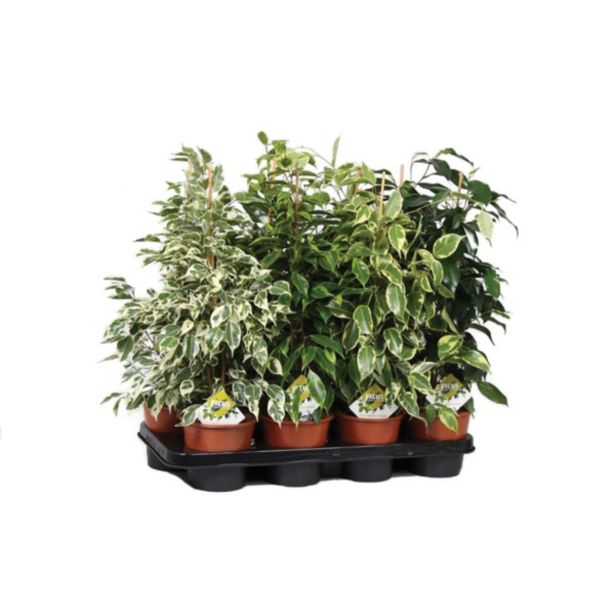 ZELENA RASTLINA FIKUS BENJAMINA ROYAL MIX