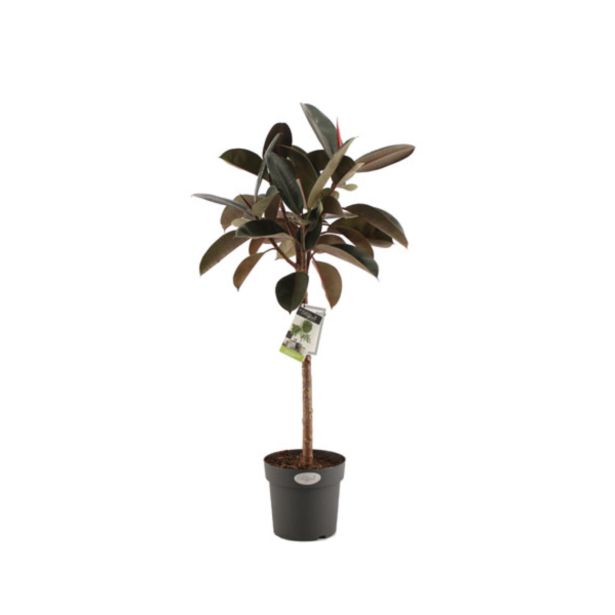 ZELENA RASTLINA FIKUS ELASTICA BURGUNDY