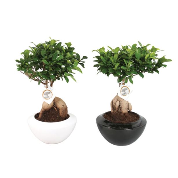 ZELENA RASTLINA FIKUS GINSENG L21 V OKRASNI SKLEDI