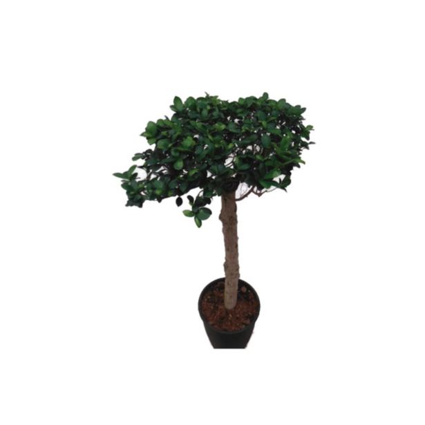 ZELENA RASTLINA FIKUS GINSENG L27