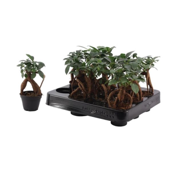 FIKUS MICROCARPA GINSENG L6