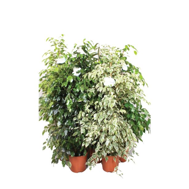 ZELENA RASTLINA FIKUS MIX