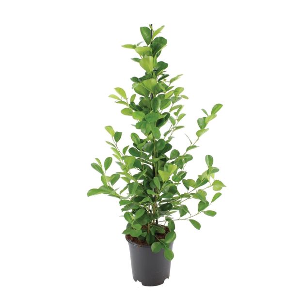 ZELENA RASTLINA FIKUS MOCLAME