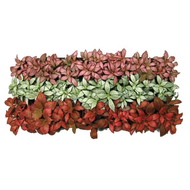 ZELENA RASTLINA FITONIJA