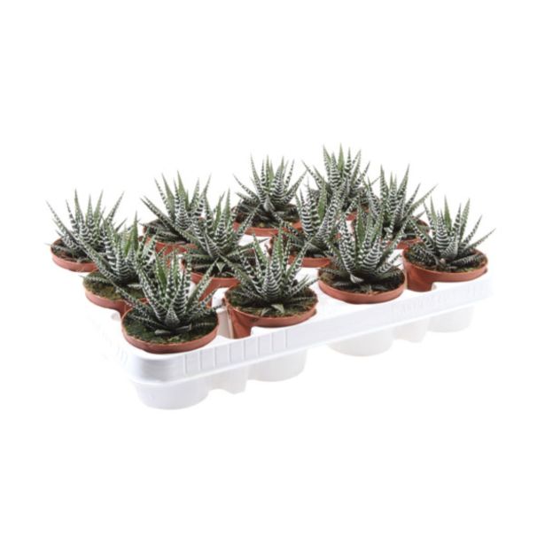 ZELENA RASTLINA HAVORTIJA FASCIATA