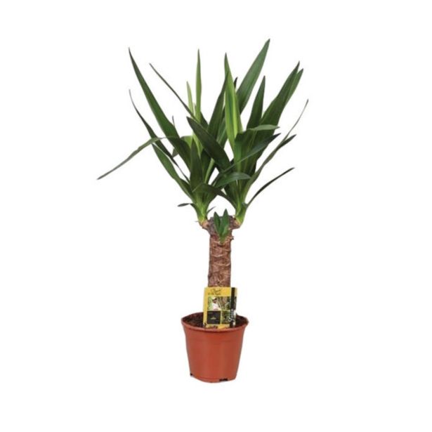 DREVO ŽIVLJENJA JUKA