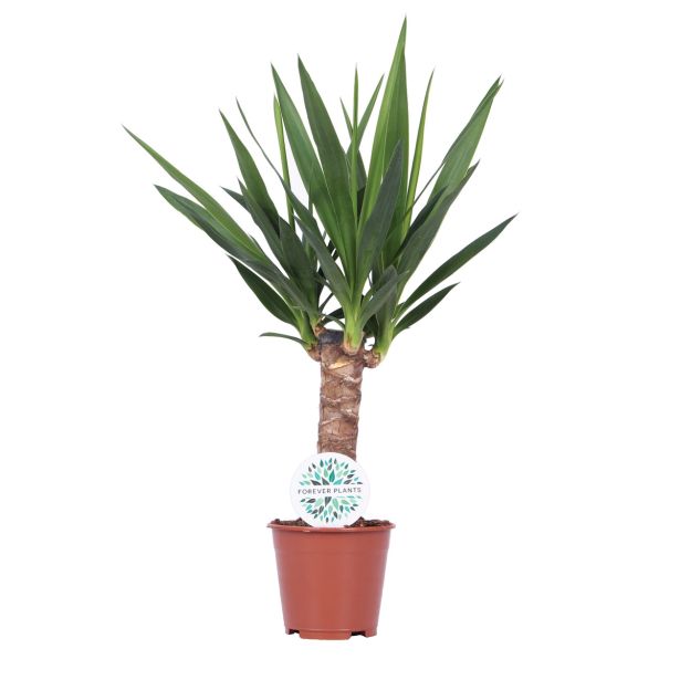 ZELENA RASTLINA JUKA