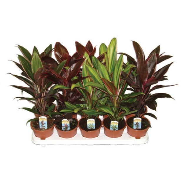 ZELENA RASTLINA KIJEVKA MIX L12