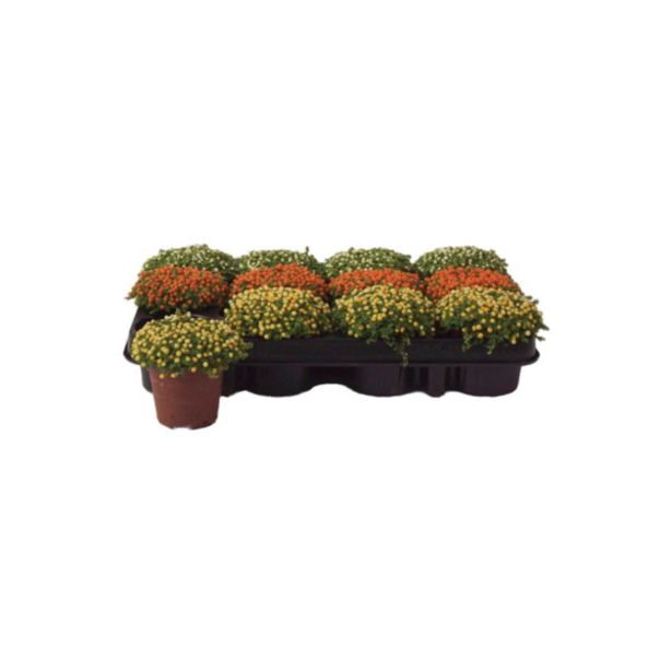 ZELENA RASTLINA KORALNICA