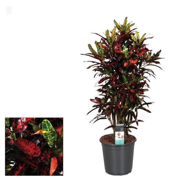 ZELENA RASTLINA KROTON