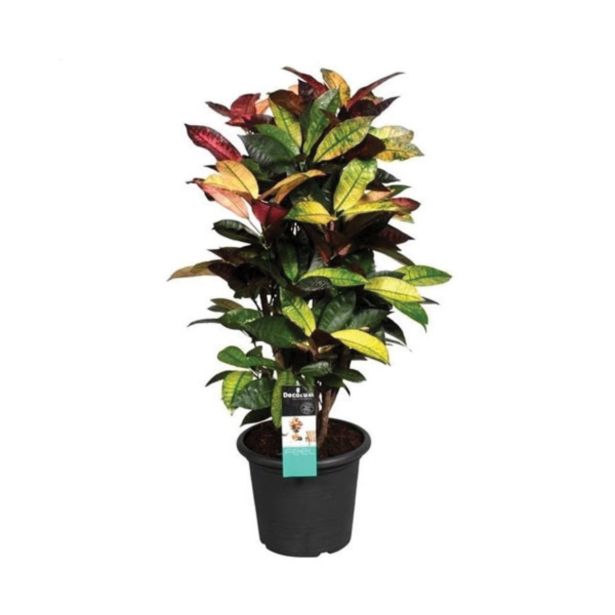 ZELENA RASTLINA KROTON ICETON L25