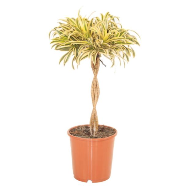 ZELENA RASTLINA L17 L24