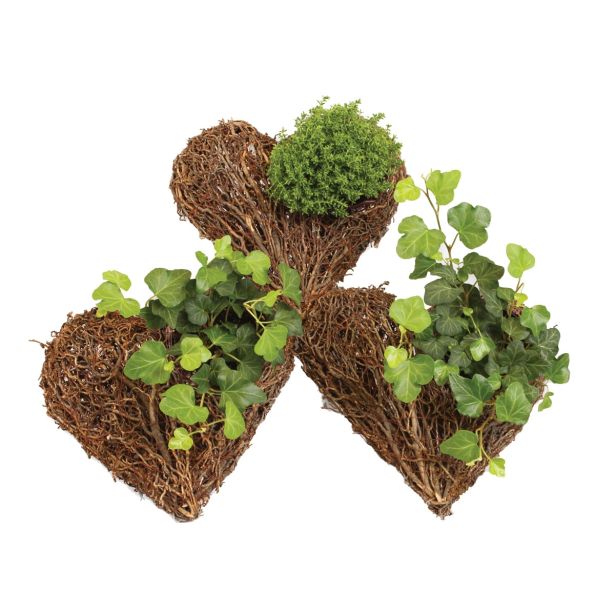 ZELENA RASTLINA LESENO SRCE Z ZELENO RASTLINO