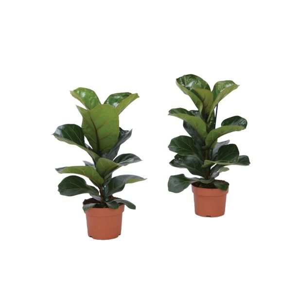 ZELENA RASTLINA LIRASTOLISTI FIKUS