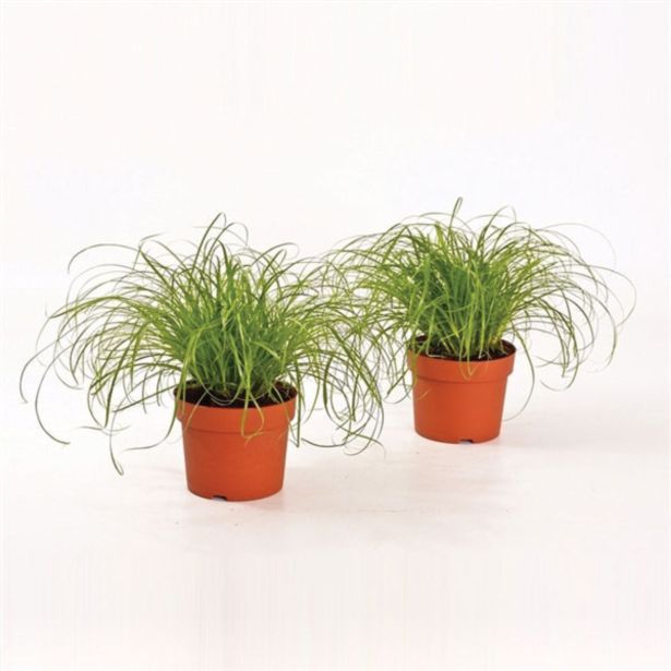 ZELENA RASTLINA MAČJA TRAVA L12