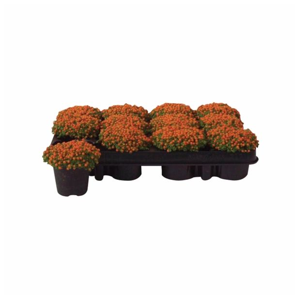 ZELENA RASTLINA NERTERA GRAND ASTRID