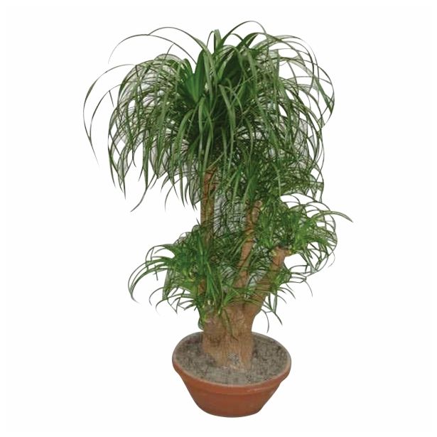 SLONOVA NOGA NOLINA L40