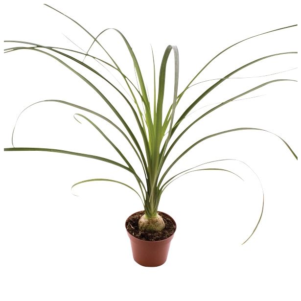 SLONOVA NOGA NOLINA BOL L8