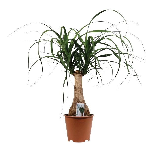 SLONOVA NOGA NOLINA NA STEBLU L14