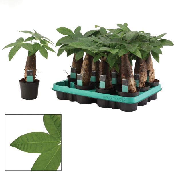 ZELENA RASTLINA PAHIRA