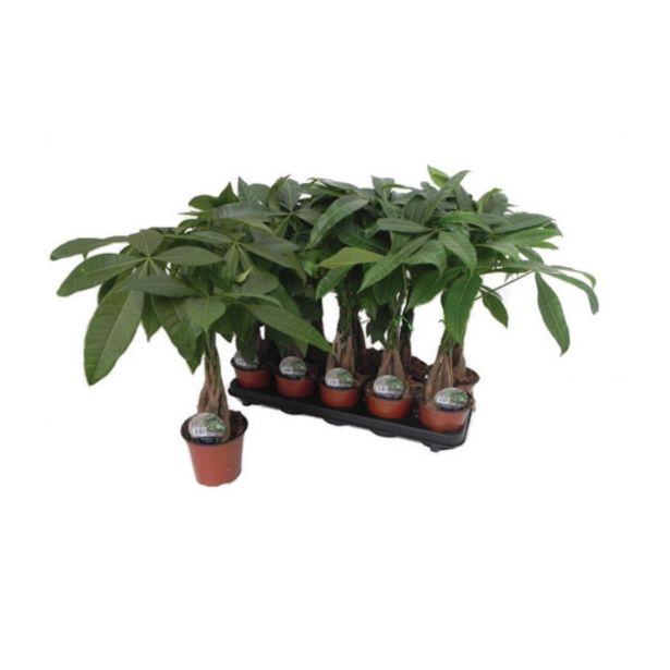 ZELENA RASTLINA PAHIRA AQUATICA