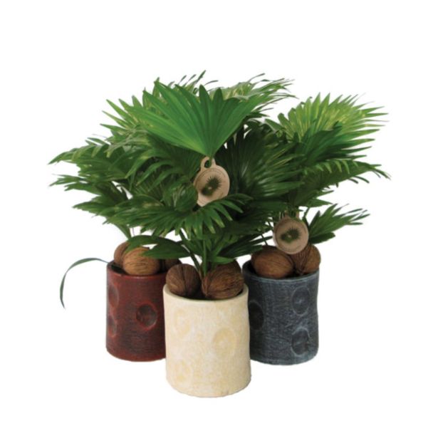 PAHLJAČASTA PALMA L22 V OKRASNEM LONCU