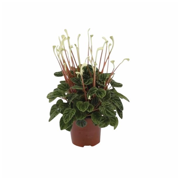 PEPEROMIJA CAPERATA LILIAN L12