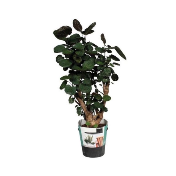 ZELENA RASTLINA POLYSCIAS FABIAN