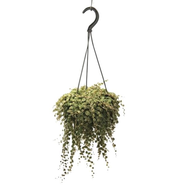 ZELENA RASTLINA POPROVKA