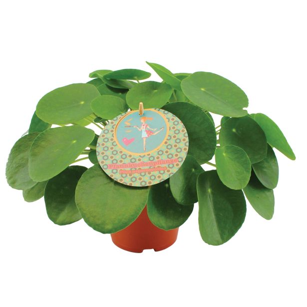 ZELENA RASTLINA POPROVKASTA PILEJA