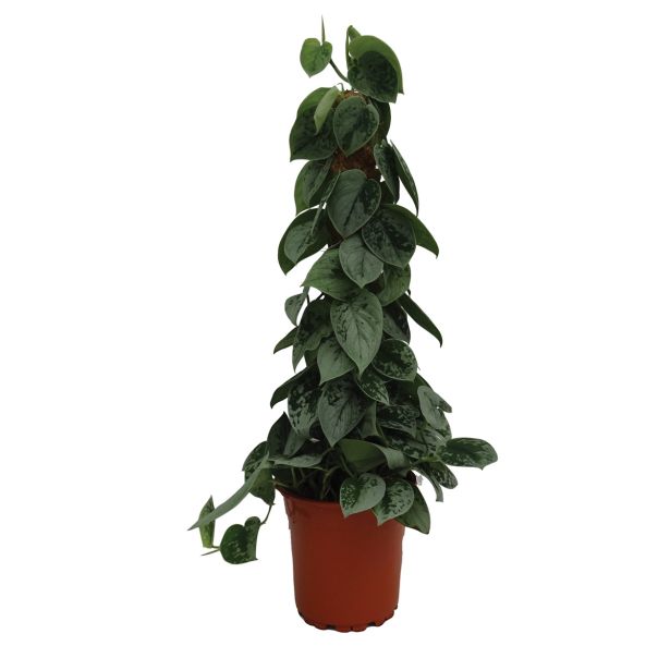 ZELENA RASTLINA POTOS