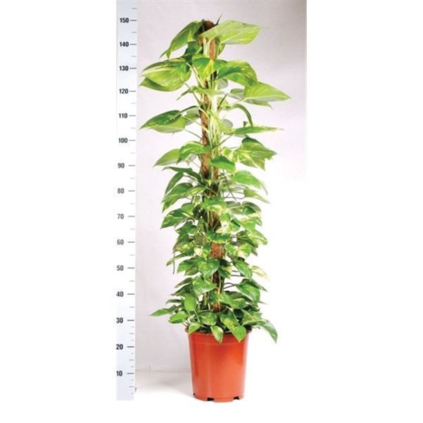 ZELENA RASTLINA POTOS L27