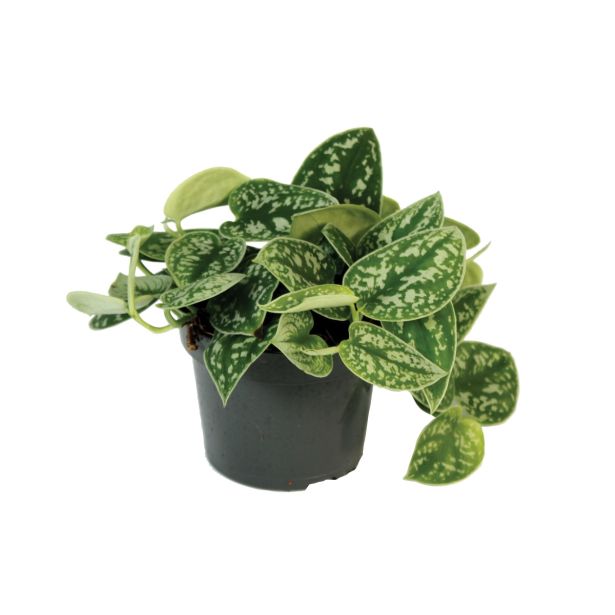 ZELENA RASTLINA POTOS PICTUS