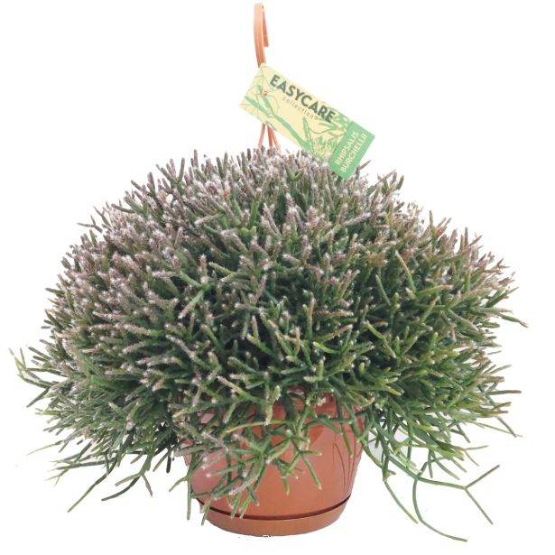 ZELENA RASTLINA RIPSALIS