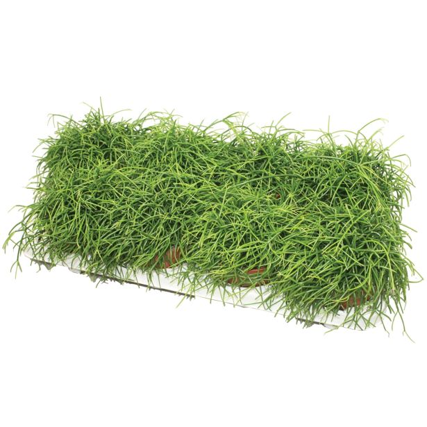 ZELENA RASTLINA RIPSALIS