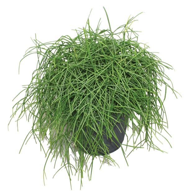 ZELENA RASTLINA RIPSALIS