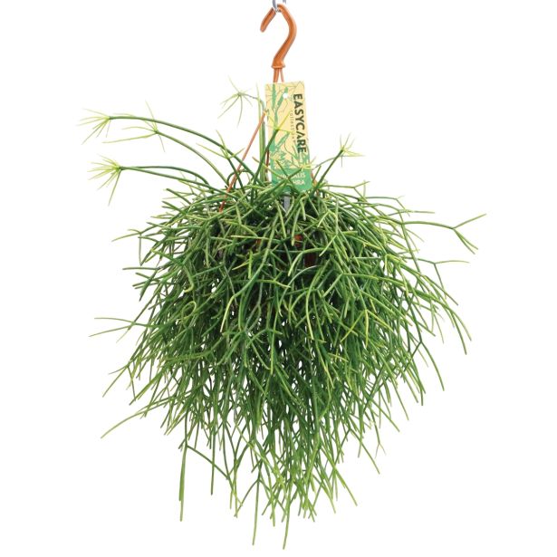 ZELENA RASTLINA RIPSALIS