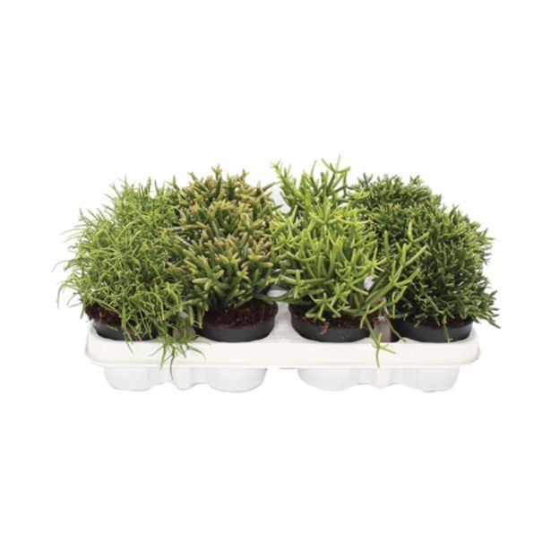 ZELENA RASTLINA RIPSALIS MIX L8.5