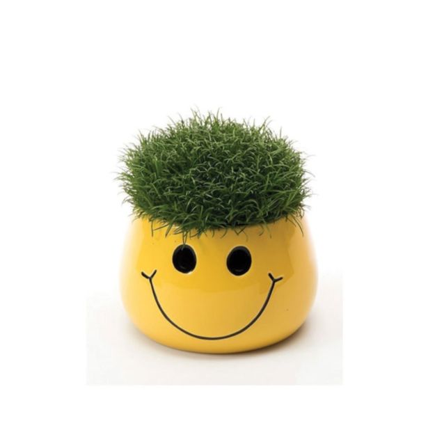 ZELENA RASTLINA SAGINA SUBULATA