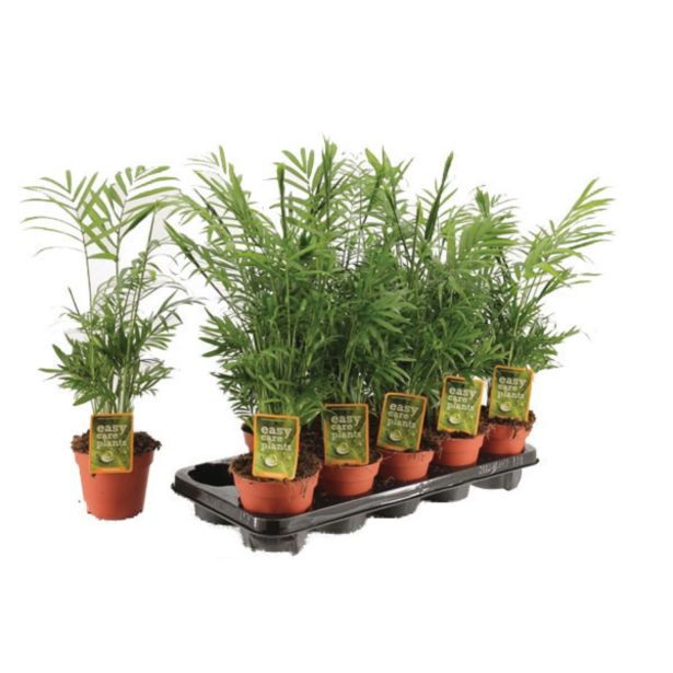 ZELENA RASTLINA ŠAMEDOREJA ELEGANS L12