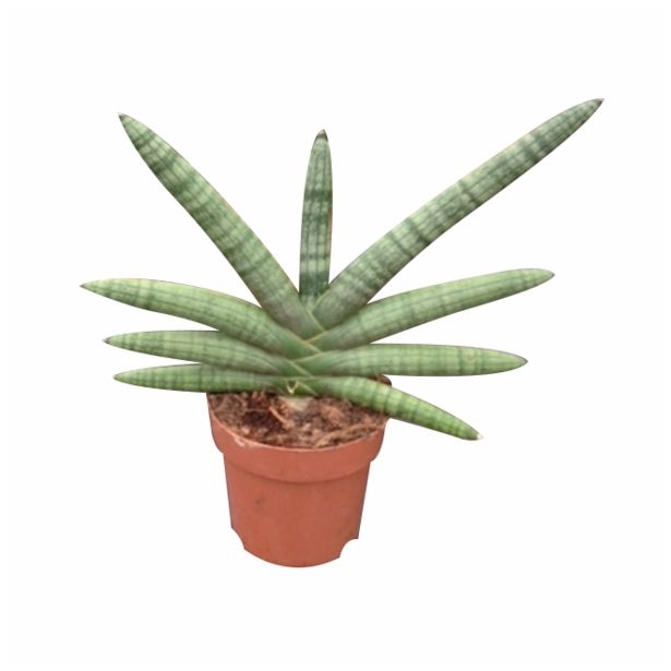 TAŠČIN JEZIK BONCEL L12