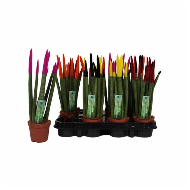 TAŠČIN JEZIK SPAGETTI L8.5 Z ŽAMETNO KONICO