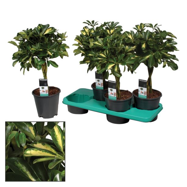 ZELENA RASTLINA ŠEFLERA