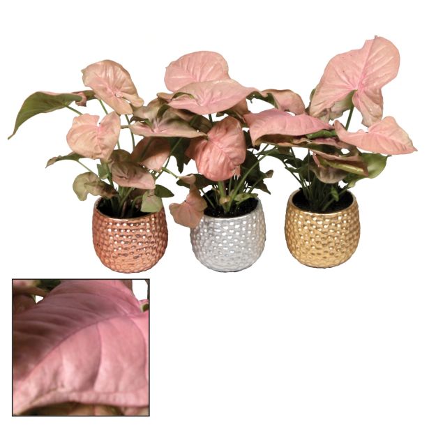 ZELENA RASTLINA SINGONIJ